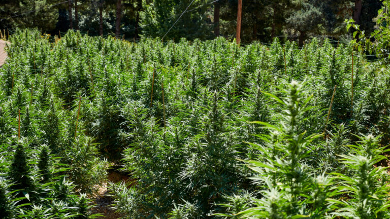 Read more about the article High city tourist guide to Humboldt County