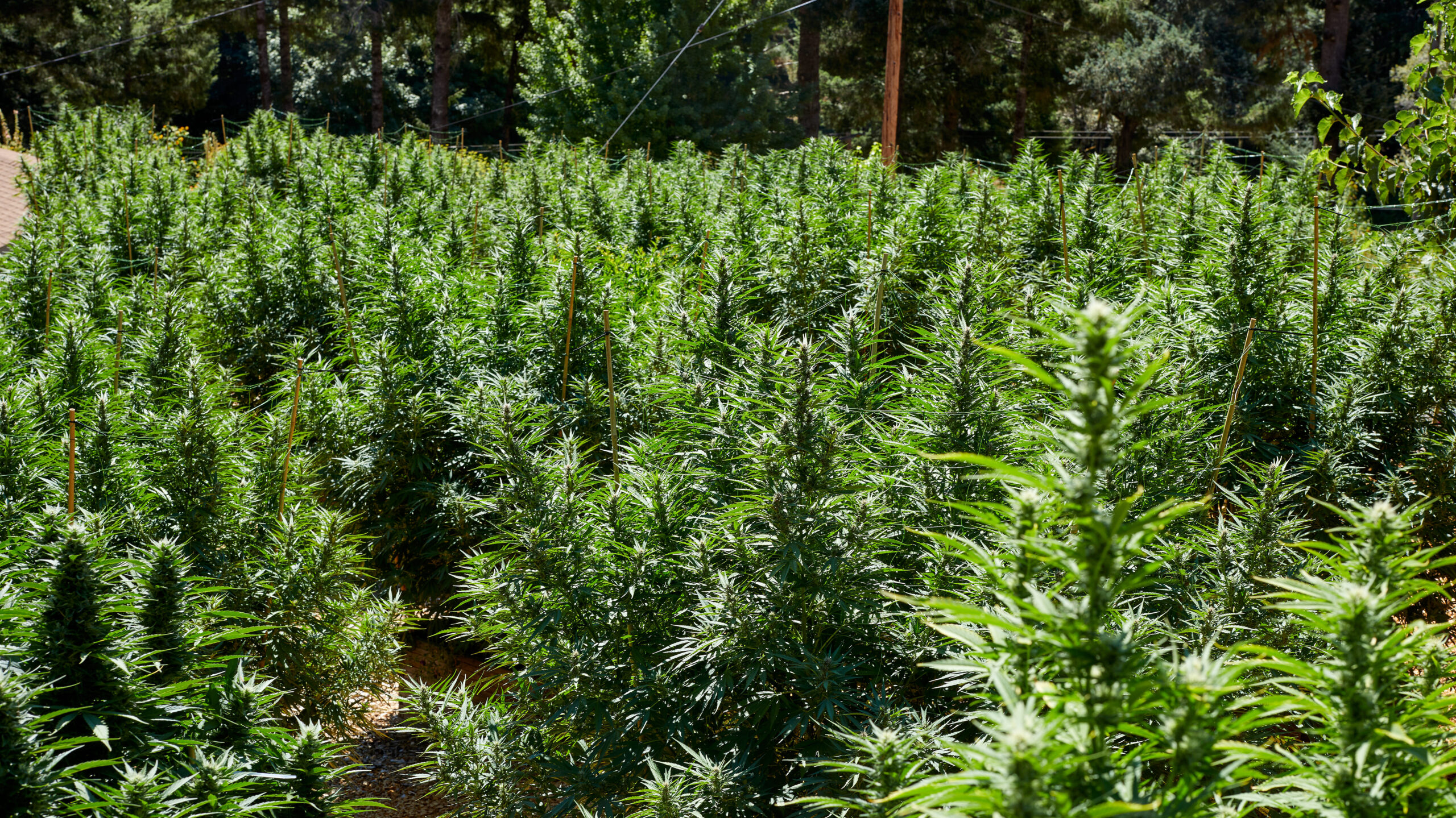 You are currently viewing High city tourist guide to Humboldt County