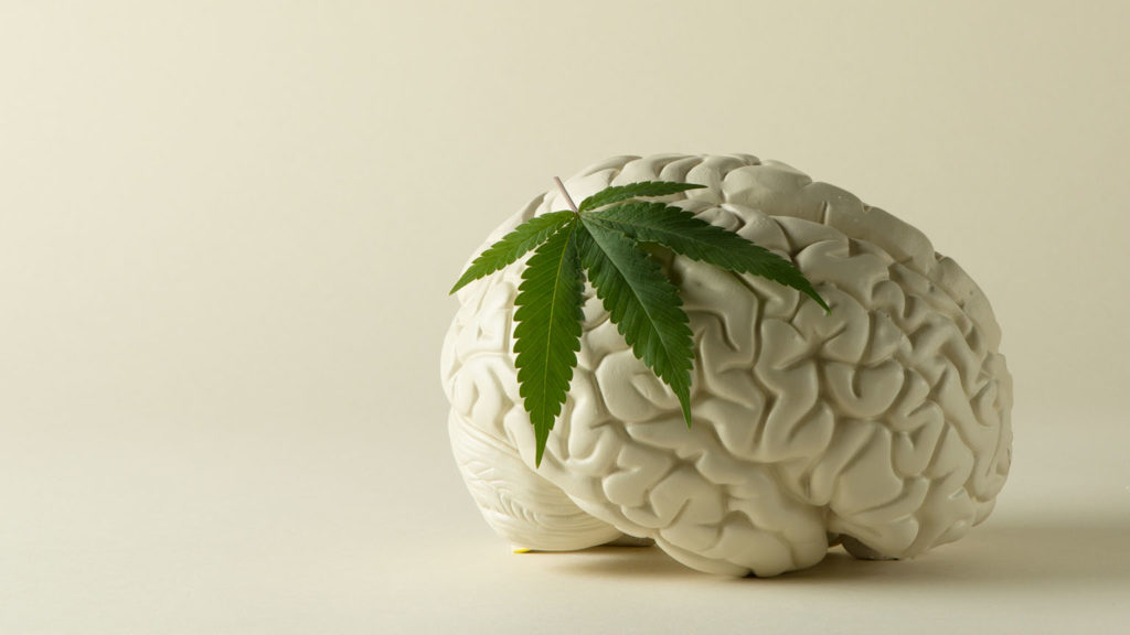 You are currently viewing Marijuana Compound Has ‘Anti-Aging Effect On The Brain,’ Study Of Mice Dosed With THC Finds