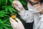 Cannabis Genetics Law in Australia: What Seed Banks Must Know to Operate